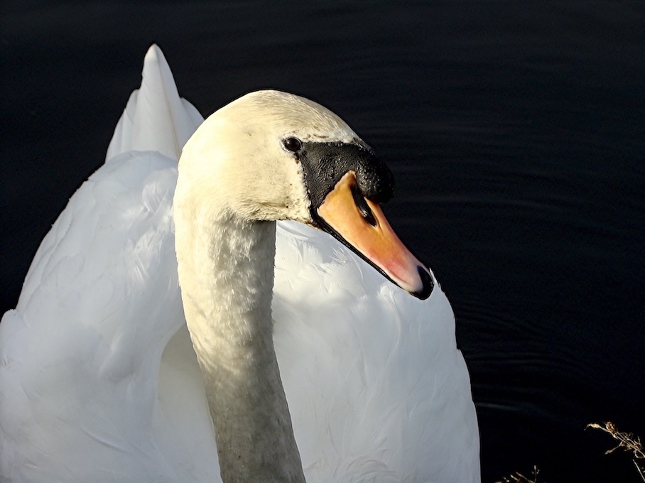 mute swan
